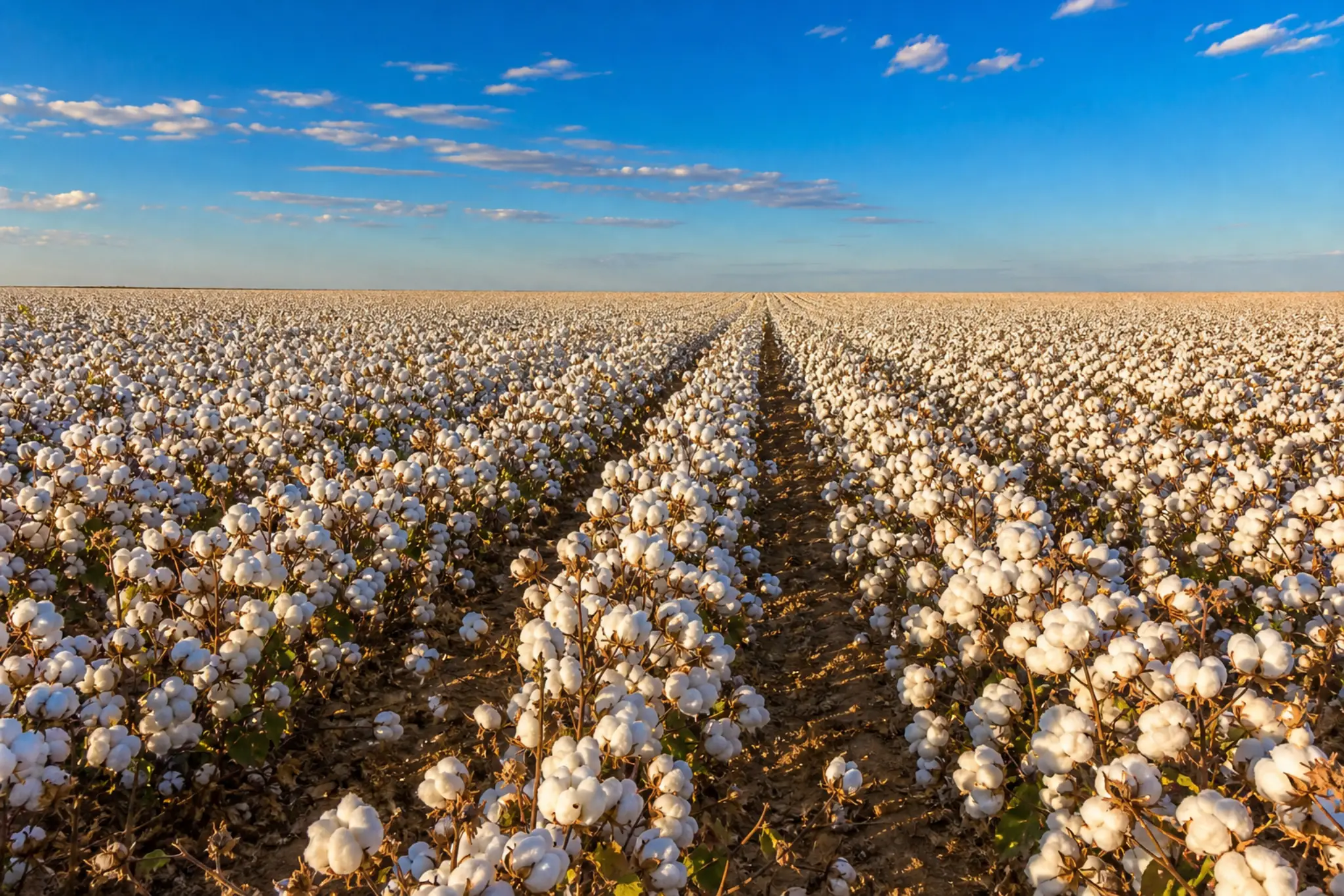 A defoliated cotton field ready for picking, rows of open bolls converging toward the horizon.